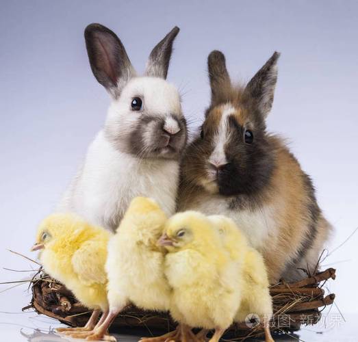 复活节鸡和兔子在春天时间