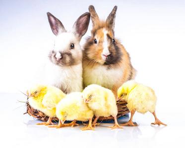 鸡和兔摄影图