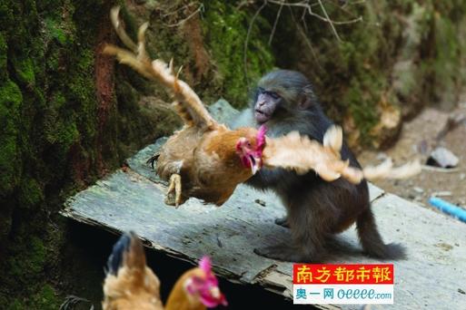 广州| 野猴跑来居民家定居两个月鸡犬不宁 警方动物园均不管 - baogao